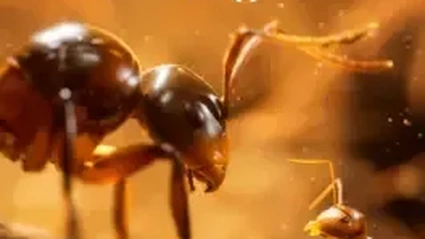 Empire of the Ants (2024)