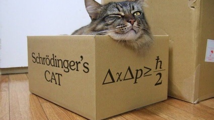 Schrodinger's Cat e i Viaggiatori del Quark Perduto